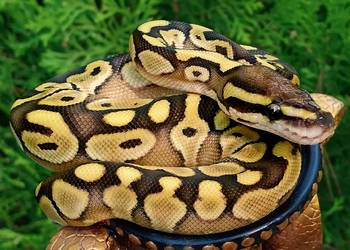 Wąż pyton królewski Python regius Lesser Pastel poss YB 50% het Clown