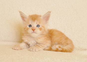 Przepiękny kocurek z rodowodem PZF/WCF - Legalna hodowla