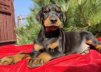 Doberman piękne szczenieta
