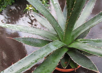 Odhodowana ponad 6-letnia agawa z Meksyku - Agave horrida var. gilbeyi