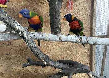 Lorysy para ręcznie karmione