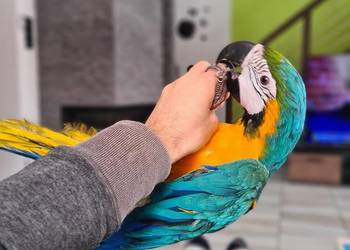 Ara Ararauna/zamiana auto,quad,traktorek