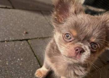 Szczenięta chihuahua na sprzedaż