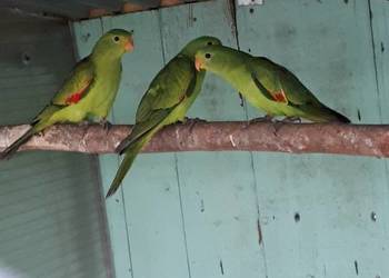 Papugi czerwonoskrzydłe (krasnopiórki)