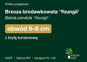 Brzoza brodawkowata 'Youngii' obwód 6-8 cm, z bryłą – HURT