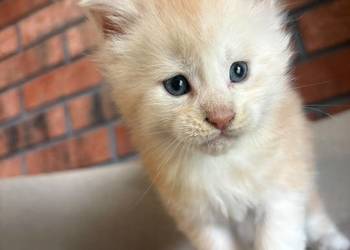 Maine Coon - Oskar