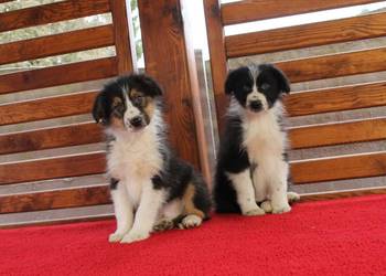 Sprzedam śliczne szczeniaki Border collie