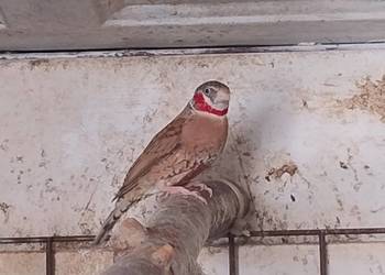 Amadyna Obrożna - samiec