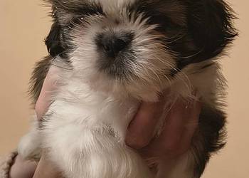 Szczenięta shih tzu z rodowodem