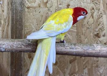 papugi rozzella nimfa nierozłączka