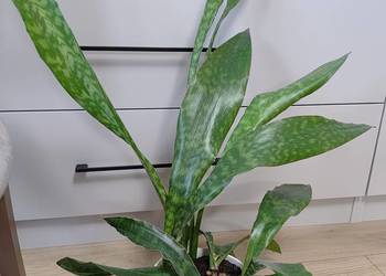 Sanseveria Aubrytiana Dragon