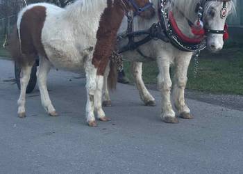 Klacz Kucyk z Źrebiczka