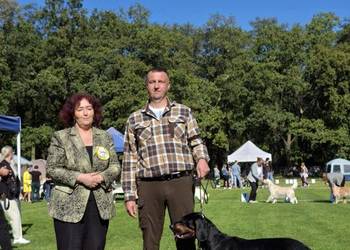 Gończy Polski Reproduktor