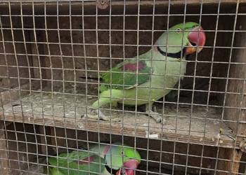 Aleksandretty aleksandretta obrozna wielkoa