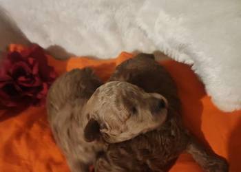 Pudelki toy /miniatura szczenięta koniec grudnia odbiór