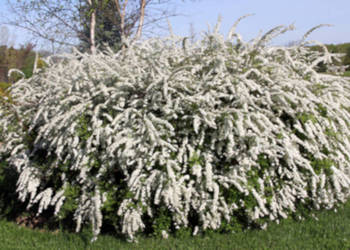 TAWUŁA SZARA GREFSHEIM - sadzonki w doniczkach !!!