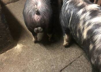 Świnie rasy puławskiej