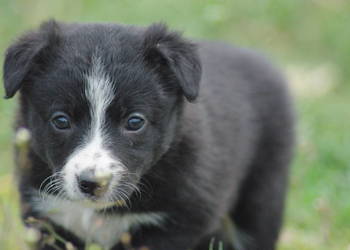 Border collie pasienie agility rajdy konne ISDS