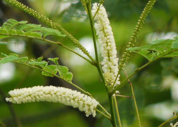 AKACJA KATECHU Acacia catechu - NASIONA 100g