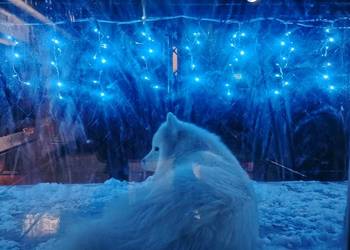 Samojed / Samoyed suczka
