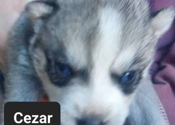 Szczeniaki syberiany husky