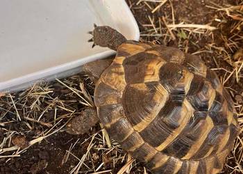 sprzedam żółwia lądowego  / greckiego 6 letni