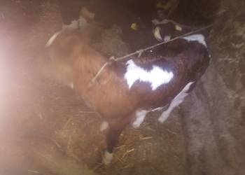 Jaloweczki mleczne hf