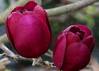 MAGNOLIA BLACK TULIP - sadzonki w doniczkach