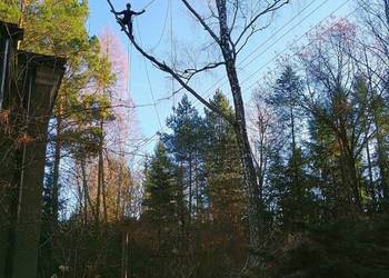 Wycinka drzew trudnych metodą arborystyczną, prace wysokościowe