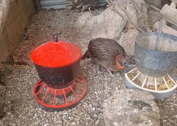 sprzedam młode samce tragopana