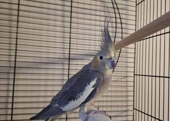 Sprzedam papugę nimfę