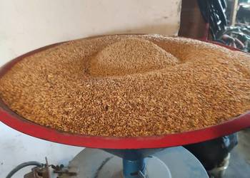 Srutownik bijakowy młynek do zboża dla chodowców kaczek kur