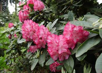 Różanecznik Ann Lindsay/Rhododendron 'Ann Lindsay' C5
