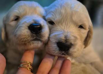 Golden retriever szczenięta