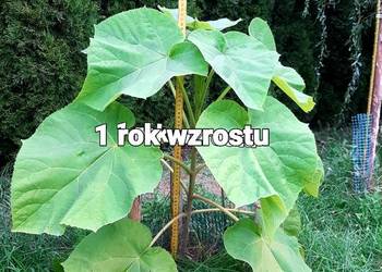 Drzewa tlenowe ,  paulownia sadzonki