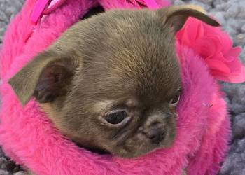 Chihuahua Czekoladowy *** XXS ***