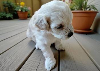 Maltipoo Maltipoo