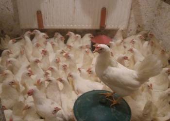 Kury nioski leghorn rosa