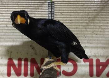 Gwarek gracula religiosa religiosa samica 2024 piękne upierzenie, dokumenty