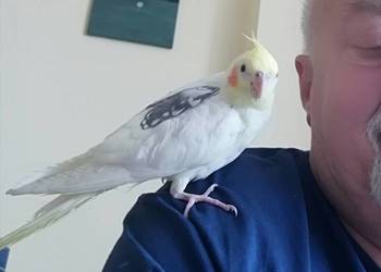 Papugi Nimfy na sprzedaż ręcznie karmione