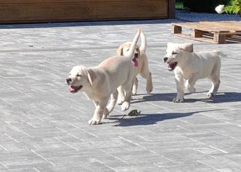 Labrador