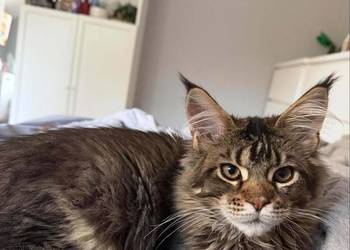 Maine Coon kocurek 4 miesiące kastrat pilne