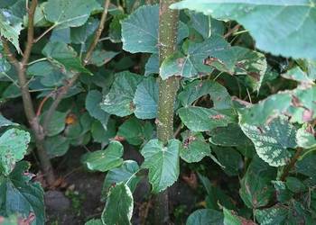 Lipa drobnolistna 70 cm - 100 cm