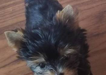 HONEY piękna suczka Yorkshire terrier Biewer