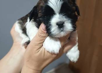 Suczka Shih-tzu