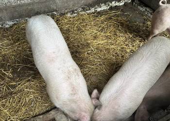 Świnie , tucznik 70-80 kg