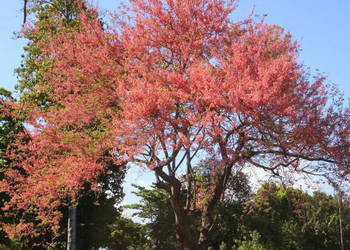 CASSIA GRANDIS Cassia grandis NASIONA 20 sztuk - 10g.