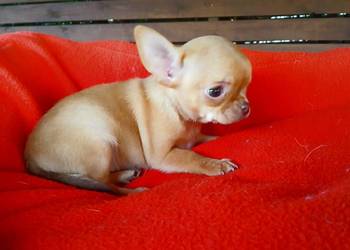 Piękna suczka chihuahua