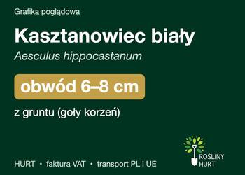 Kasztanowiec biały obwód 6-8 cm, z gruntu – HURT