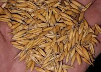 Przewiany owies jary samuraj